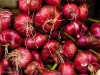 Red Onion at Union Spuare Market, New York