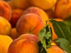 Peaches at Union Square Market, New York