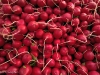 Radishes at Union Square Market, New York